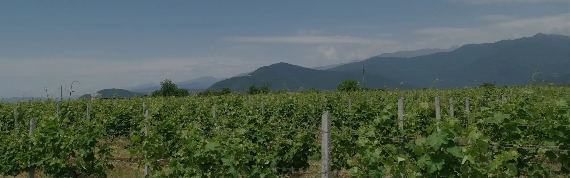 Bio-Rebberg von Inavarde Wines mit den Bergen des Grossen Kaukasus im Hintergrund