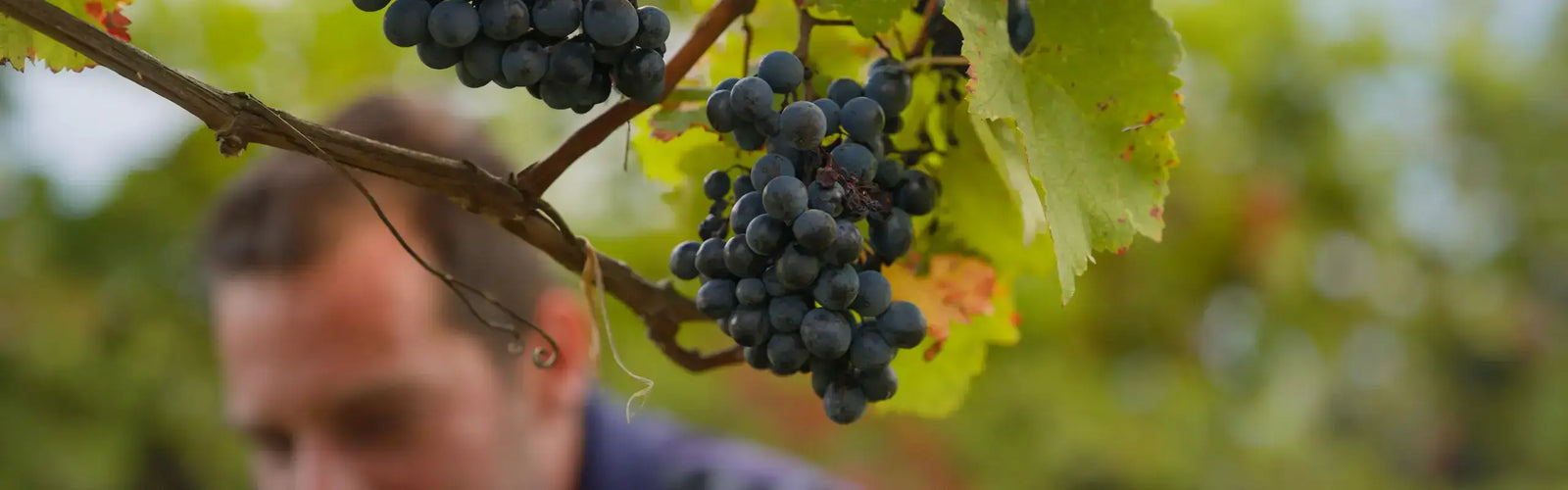 Bio-Trauben im Rebberg von Inavarde Wines in Kachetien, Georgien