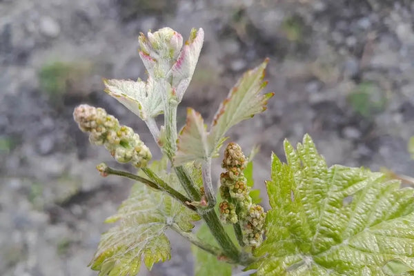 Budding vine in the organic vineyard in Eastern Georgia