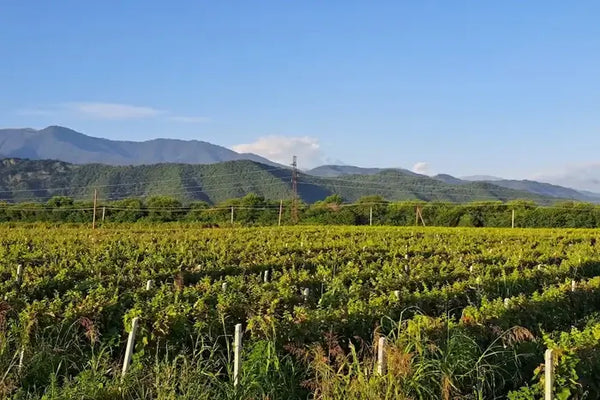 Organic vineyard of Inavarde Wines in Kakheti, Georgia