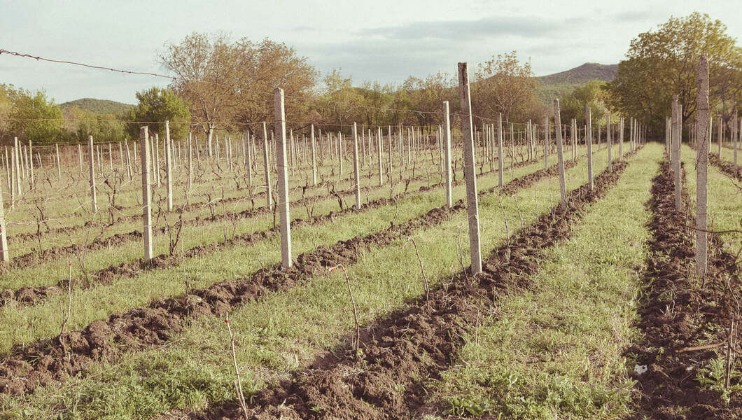 Rebberg in der Mikrozone Bolnisi Rebberg in der Weinregion Kvemo Kartli