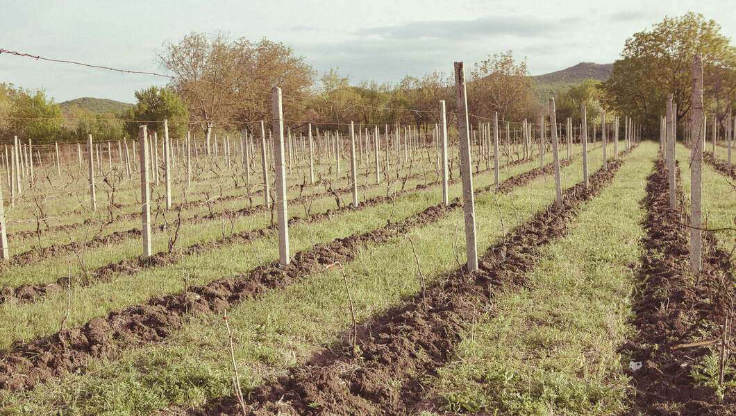 Rebberg in der Weinregion Kvemo Kartli