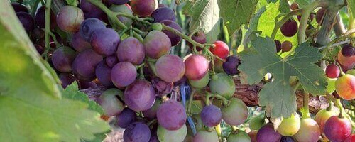 jghia-georgian-red-wine-grapes