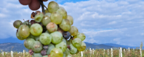 khikhvi-georgian-white-wine-grapes