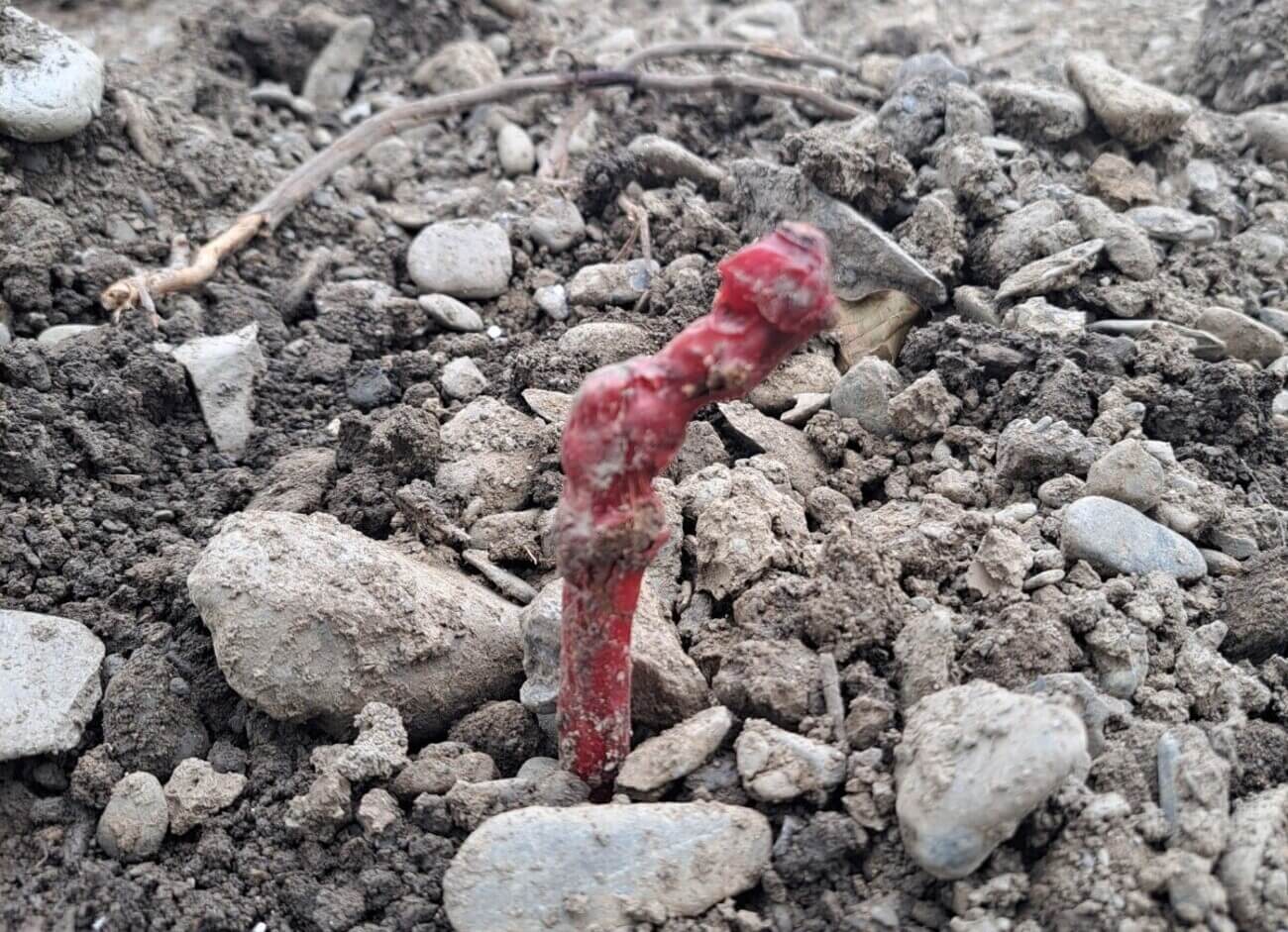 Newly planted grape vine in Kakheti