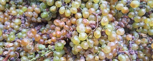 rkatsiteli-georgian-white-wine-grapes