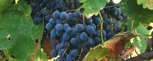 saperavi-georgian-red-wine-grapes