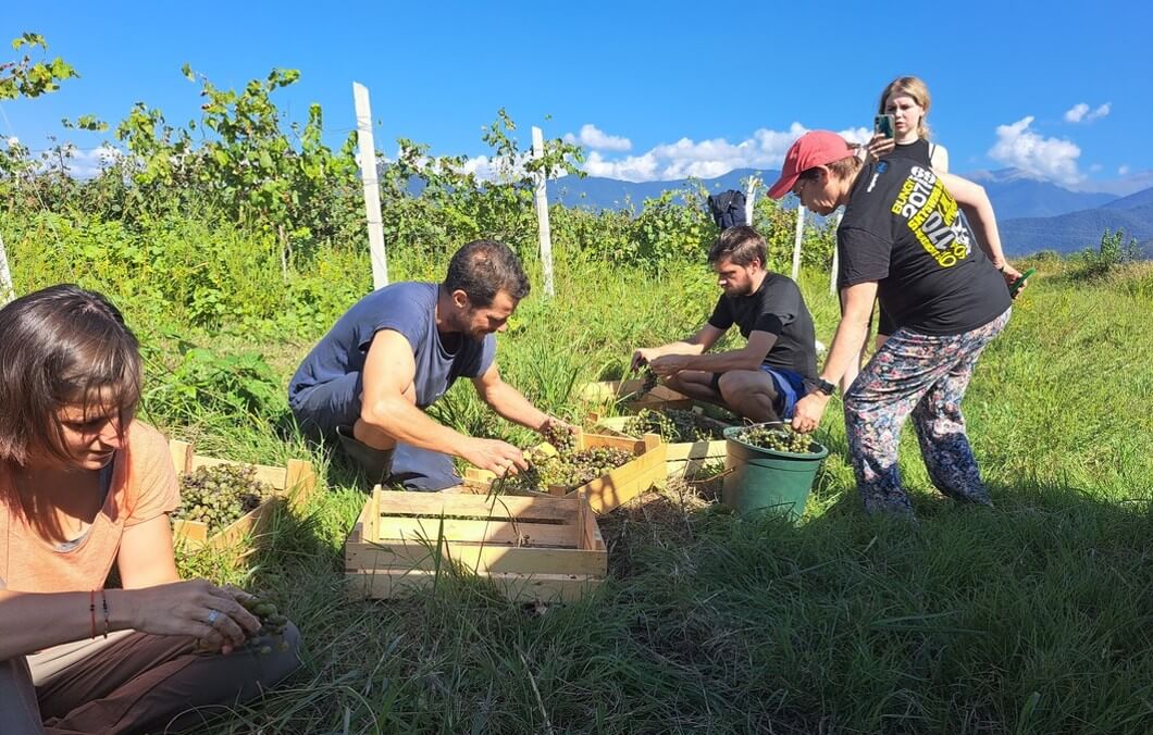 Sorting out the bad grapes from the crop