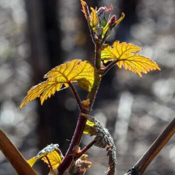 Leaves of a Georgian grape variety