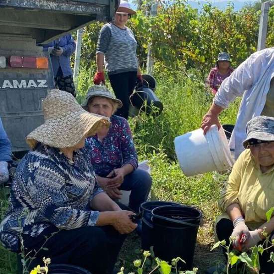 Arbeite als Winzer in Georgien