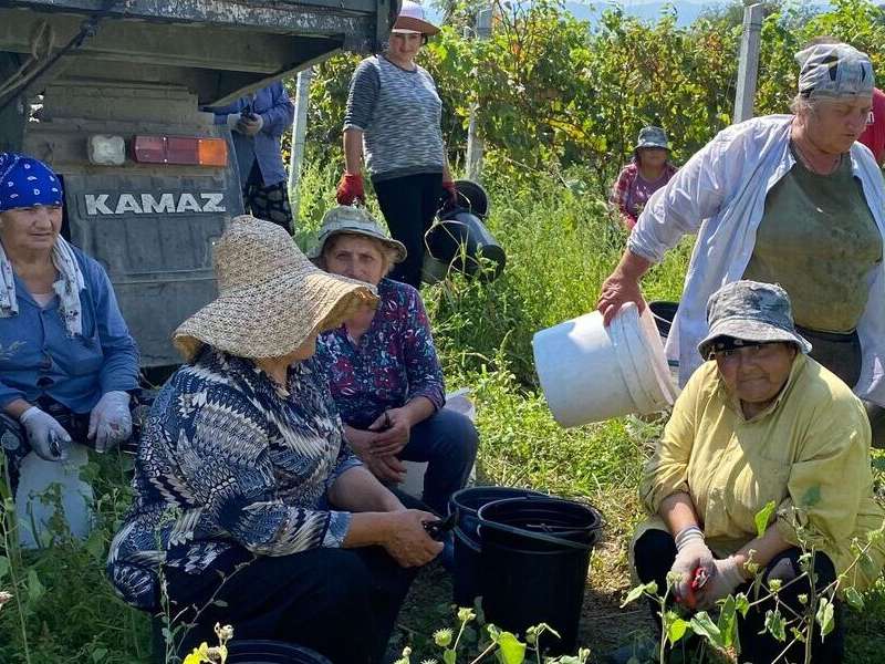 Arbeite als Winzer in Georgien